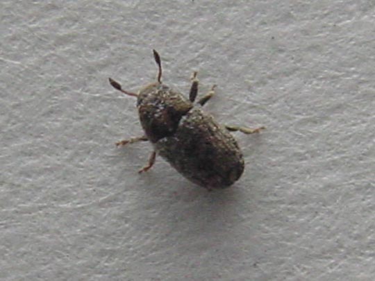 Kleiner Bunter Eschenbastkäfer, Leperisinus cf. fraxini