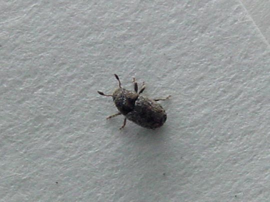 Kleiner Bunter Eschenbastkäfer, Leperisinus cf. fraxini