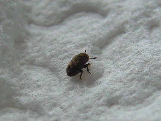 Kleiner Bunter Eschenbastkäfer, Leperisinus cf. fraxini