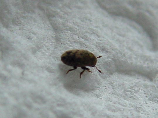 Kleiner Bunter Eschenbastkäfer, Leperisinus cf. fraxini