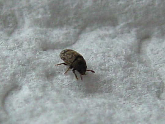 Kleiner Bunter Eschenbastkäfer, Leperisinus cf. fraxini