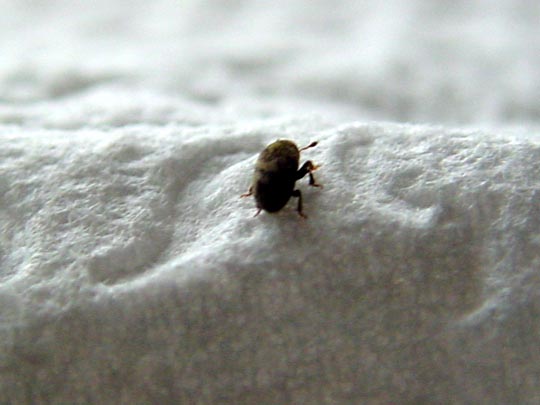 Borkenkäfer, Scolytidae