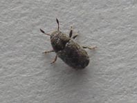 Kleiner Bunter Eschenbastkäfer, Leperisinus cf. fraxini