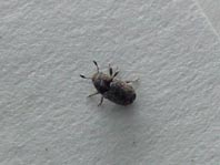Kleiner Bunter Eschenbastkäfer, Leperisinus cf. fraxini
