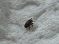 Kleiner Bunter Eschenbastkäfer, Leperisinus cf. fraxini