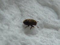Kleiner Bunter Eschenbastkäfer, Leperisinus cf. fraxini
