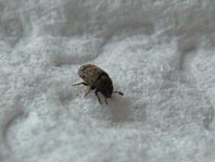 Kleiner Bunter Eschenbastkäfer, Leperisinus cf. fraxini