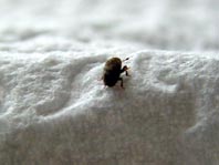 Kleiner Bunter Eschenbastkäfer, Leperisinus cf. fraxini