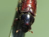 Tomicus minor