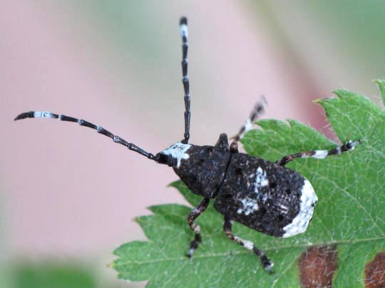 Anthribus albinus