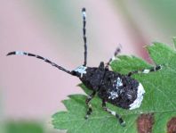 Anthribus albinus
