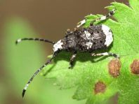 Anthribus albinus