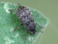 Brachytarsus nebulosus, Schildlaus-Breitrüssler