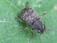Brachytarsus nebulosus, Schildlaus-Breitrüssler