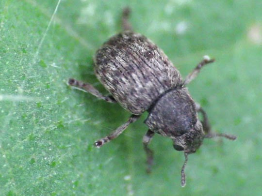 Brachytarsus nebulosus, Schildlaus-Breitrüssler