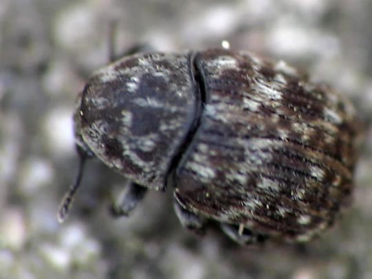 Brachytarsus nebulosus, Schildlaus-Breitrüssler