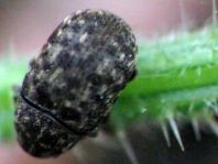 Brachytarsus nebulosus, Schildlaus-Breitrüssler