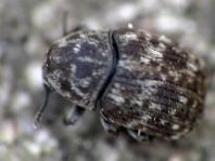 Brachytarsus nebulosus, Schildlaus-Breitrüssler