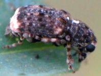 Dissoleucas niveirostris