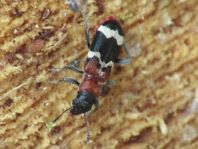 Ameisenbuntkäfer, Thanasimus formicarius