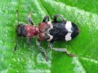 Ameisenbuntkäfer, Thanasimus formicarius