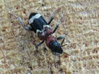 Ameisenbuntkäfer, Thanasimus formicarius
