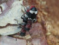 Ameisenbuntkäfer, Thanasimus formicarius