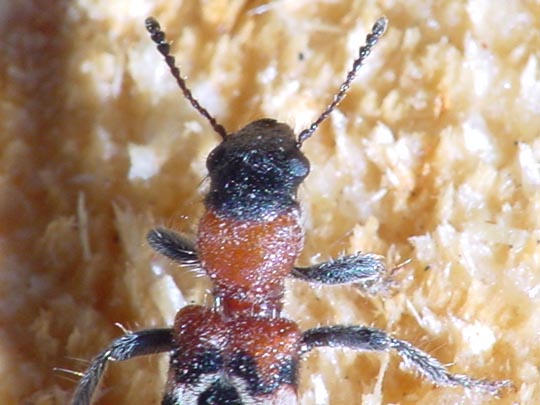 Ameisenbuntkäfer, Thanasimus formicarius