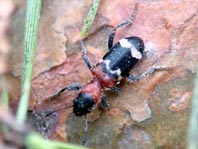 Ameisenbuntkäfer, Thanasimus formicarius