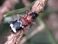 Ameisenbuntkäfer, Thanasimus formicarius