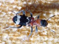 Ameisenbuntkäfer, Thanasimus formicarius