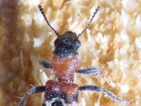 Ameisenbuntkäfer, Thanasimus formicarius