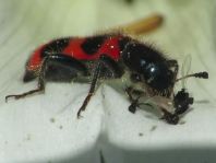Gewöhnlicher Bienenkäfer, Trichodes apiarius
