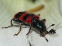 Gewöhnlicher Bienenkäfer, Trichodes apiarius
