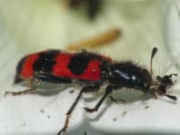 Gewöhnlicher Bienenkäfer, Trichodes apiarius