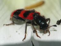 Gewöhnlicher Bienenkäfer, Trichodes apiarius