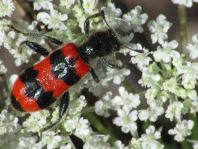 Gewöhnlicher Bienenkäfer, Trichodes apiarius