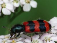 Gewöhnlicher Bienenkäfer, Trichodes apiarius