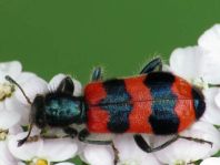 Gewöhnlicher Bienenkäfer, Trichodes apiarius
