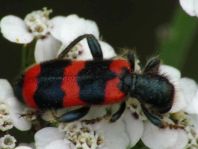 Gewöhnlicher Bienenkäfer, Trichodes apiarius