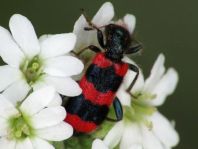 Gewöhnlicher Bienenkäfer, Trichodes apiarius