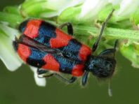 Gewöhnlicher Bienenkäfer, Trichodes apiarius
