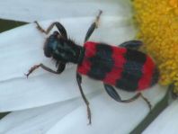 Gewöhnlicher Bienenkäfer, Trichodes apiarius