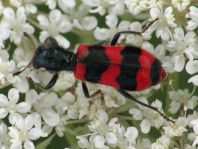 Gewöhnlicher Bienenkäfer, Trichodes apiarius