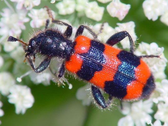 Gewöhnlicher Bienenkäfer, Trichodes apiarius