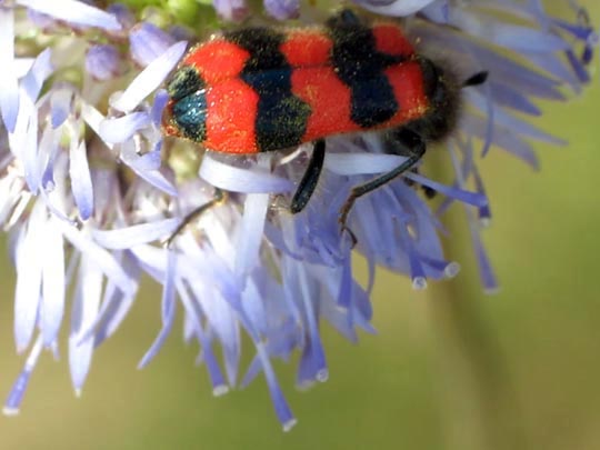 Gewöhnlicher Bienenkäfer, Trichodes apiarius