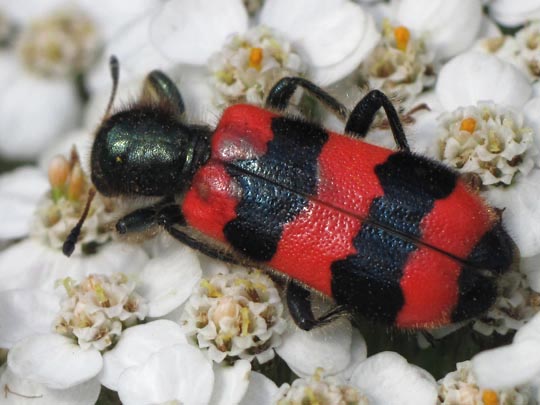 Gewöhnlicher Bienenkäfer, Trichodes apiarius