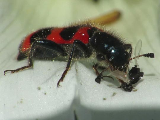 Gewöhnlicher Bienenkäfer, Trichodes apiarius