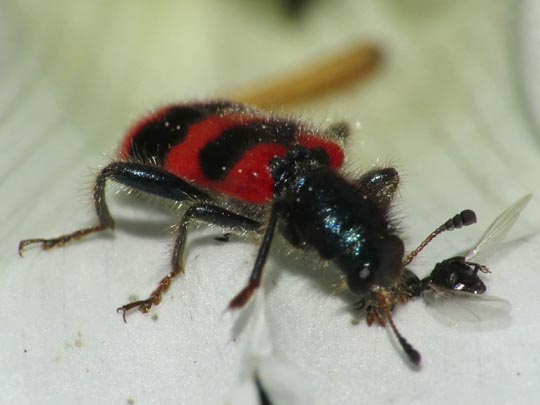 Gewöhnlicher Bienenkäfer, Trichodes apiarius