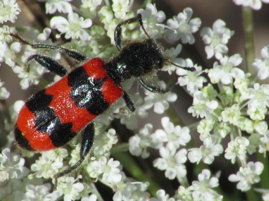 Gewöhnlicher Bienenkäfer, Trichodes apiarius